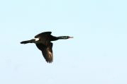 Pelagic Cormorant